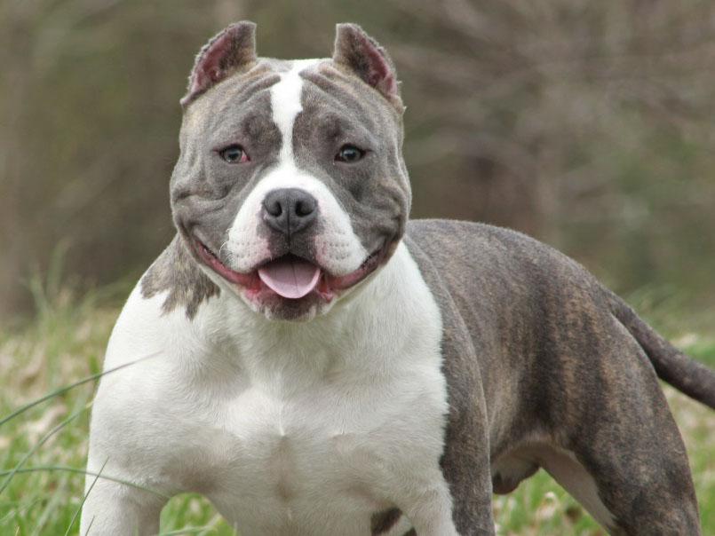 American Bully Cinsi Köpek Özellikleri Ve Bakımı